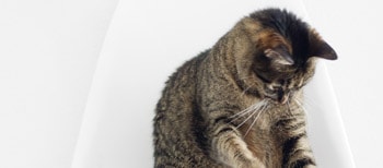 Fluffy cat