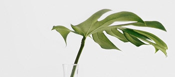 Green Leaf